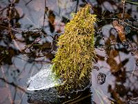 Eisnase an bemoostem Astteil im Wasser